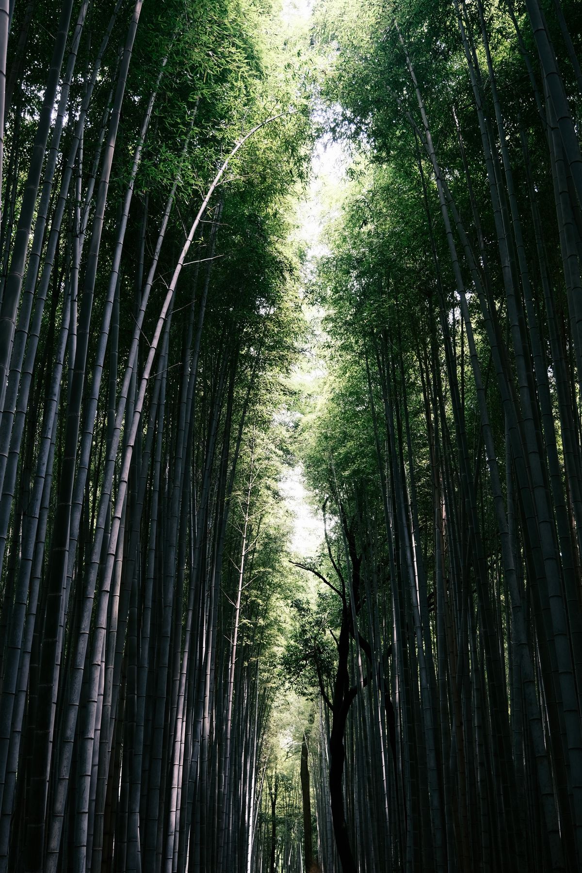 青街竹海