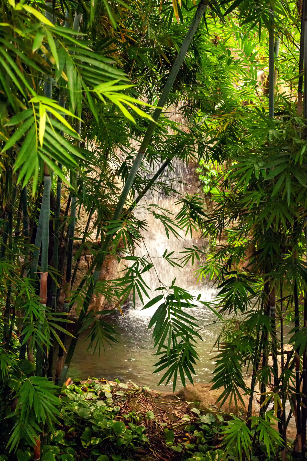 泽雅飞瀑
